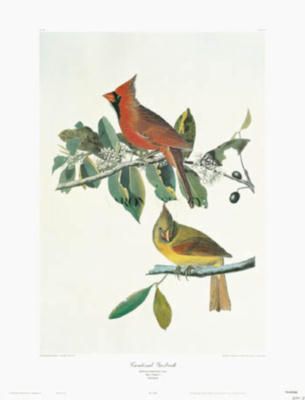 Cardinal Grosbeak by John James Audubon RED BIRDS  